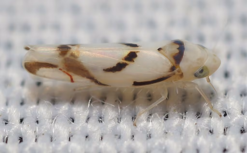 Eratoneura lunata, photo 2 sur 5