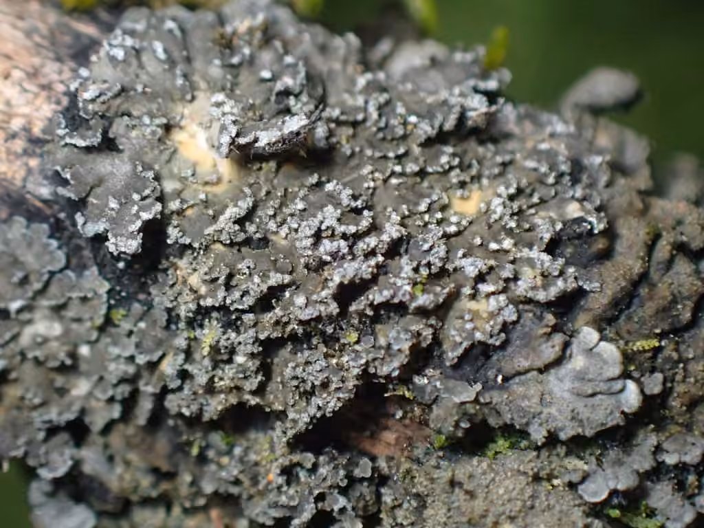 Powdery shingle lichen, photo 3 of 5