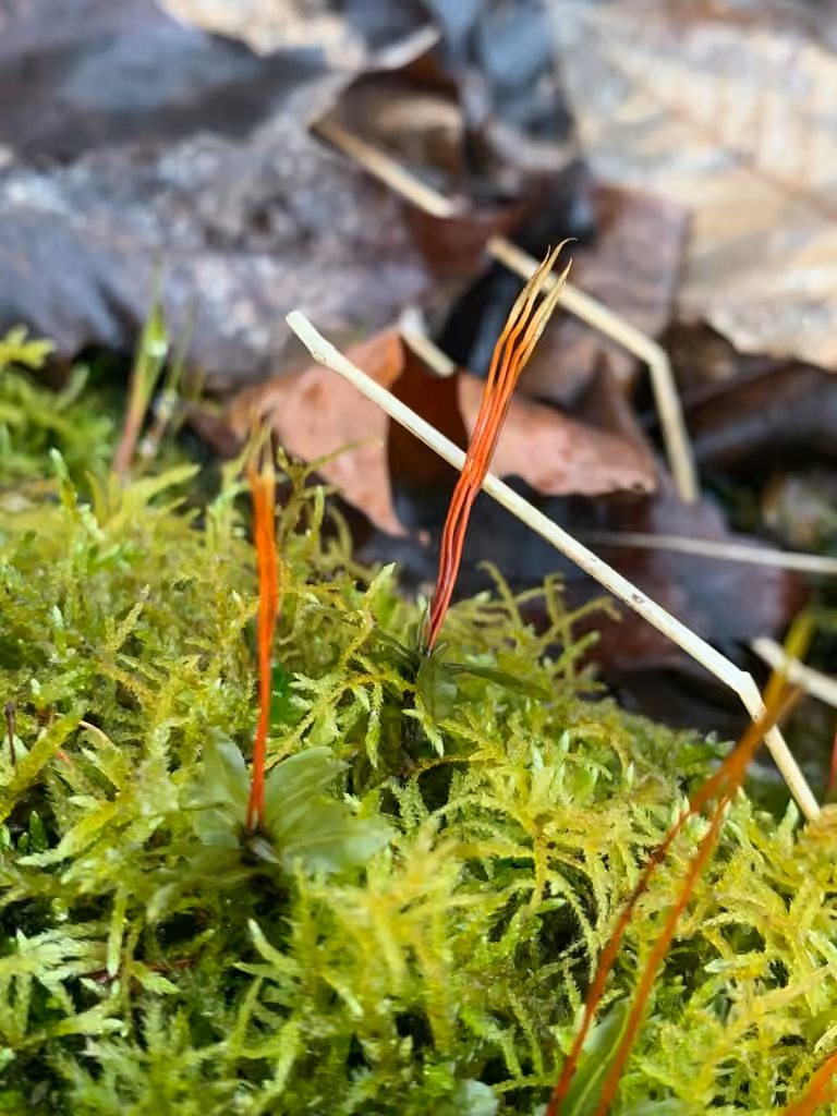Medium plagiomnium moss, photo 3 of 5