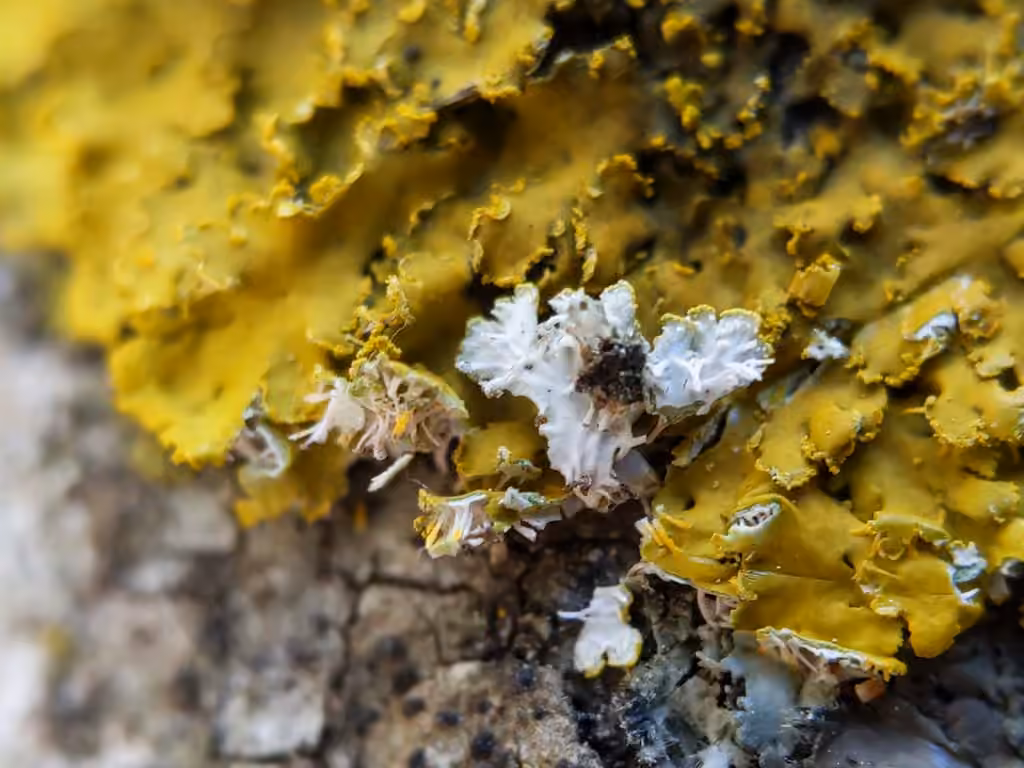 Xanthomendoze poudreuse, photo 3 sur 5