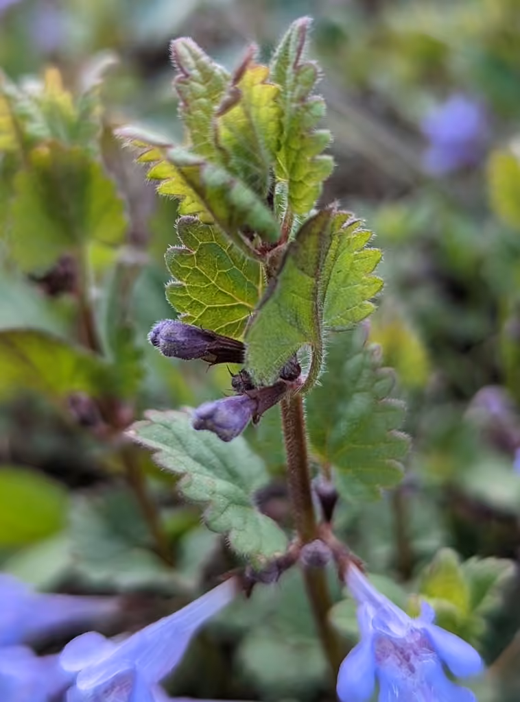 Gill-over-the-ground, In flower