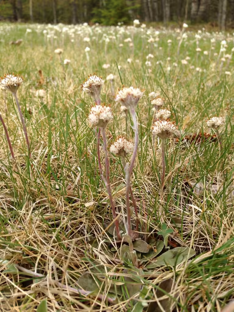 Field pussytoes, In flower