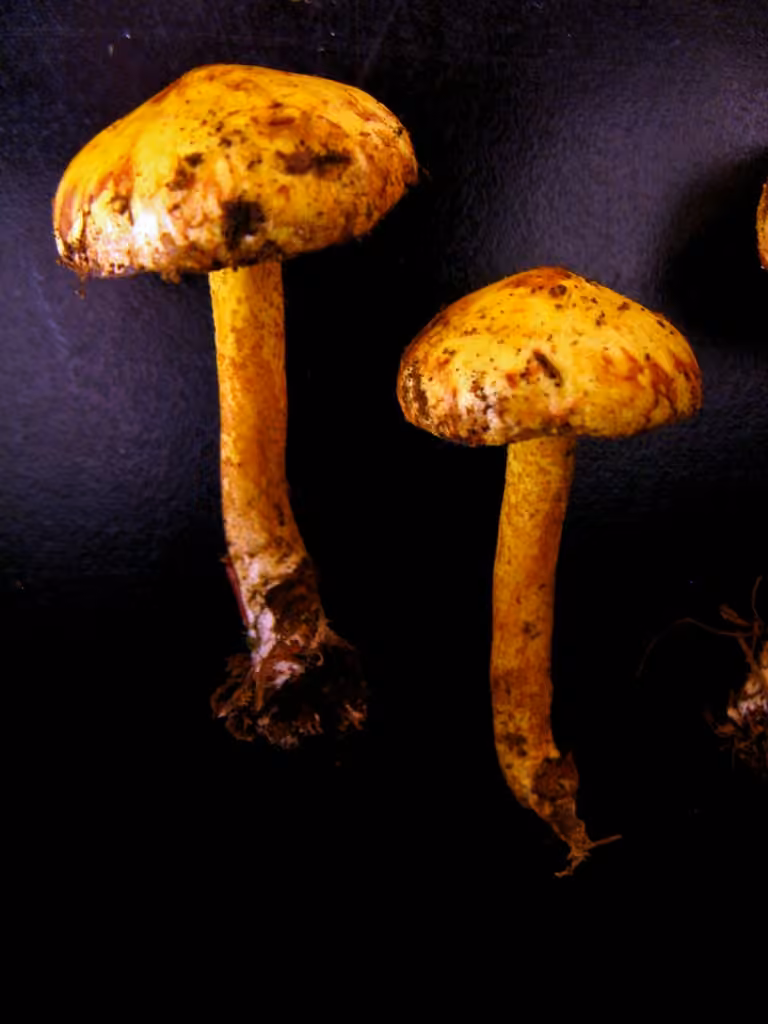 Chicken Fat Mushroom, photo 3 of 5