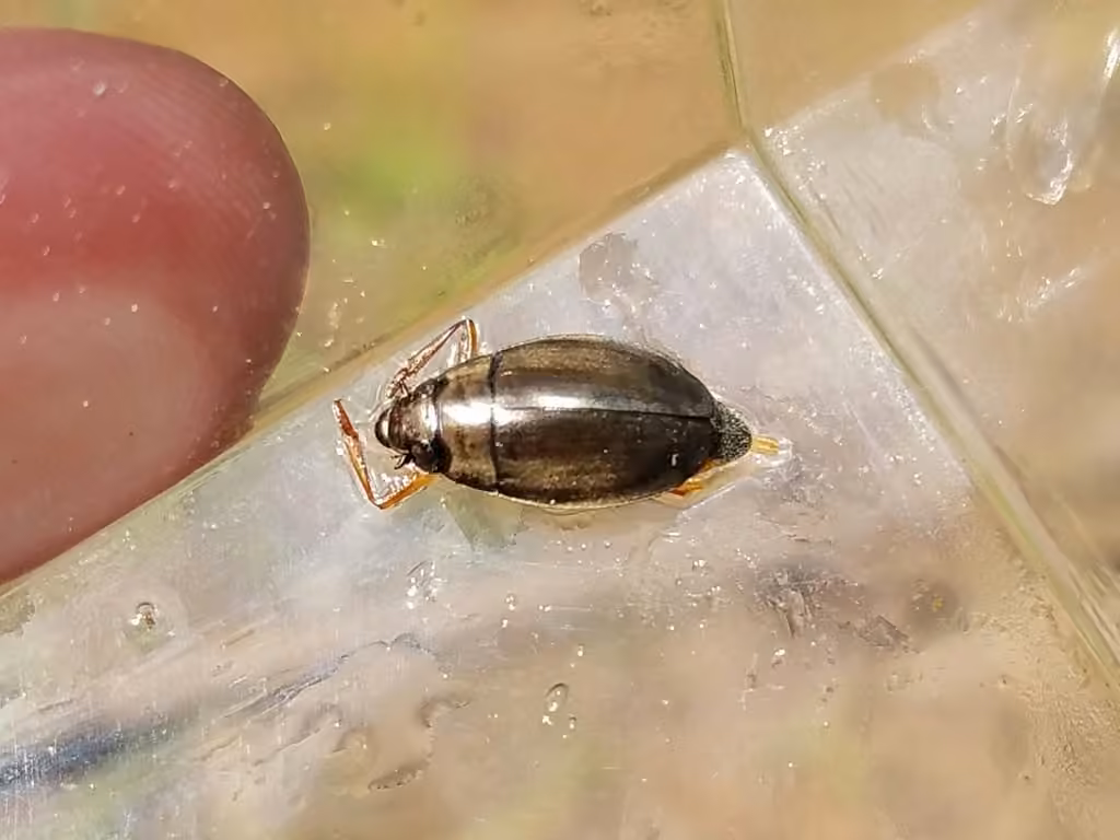 Variegated whirligig beetle, Male