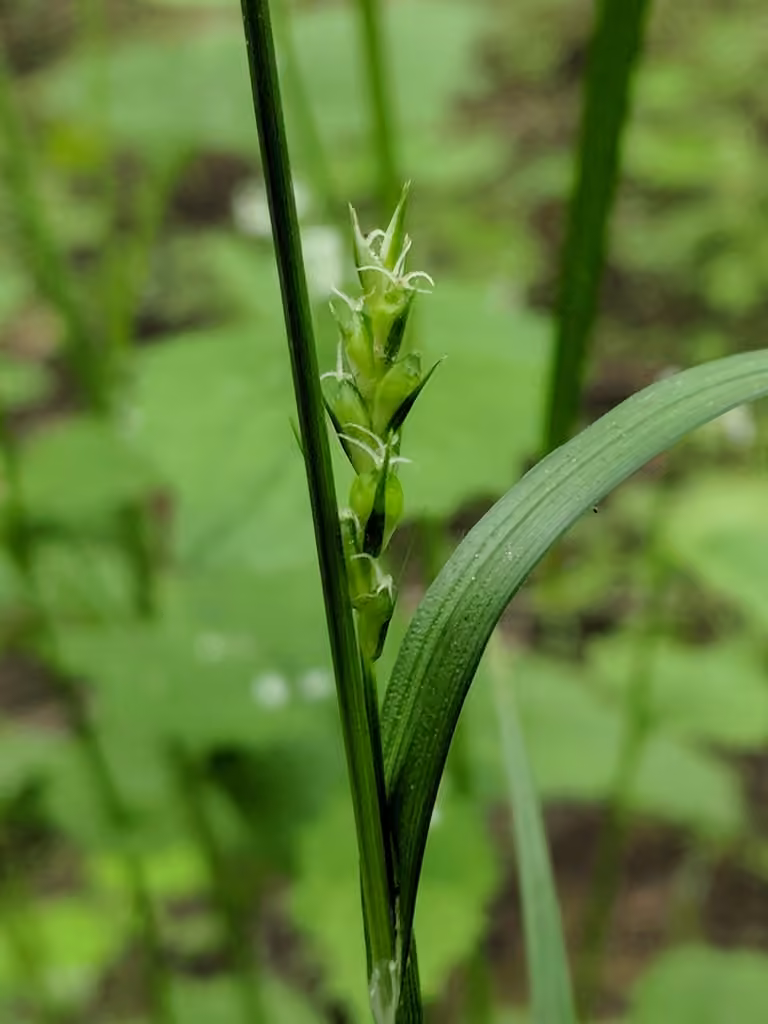 Carex de Hitchcock, photo 1 sur 5