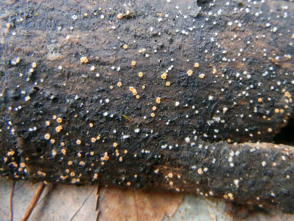 Parachnopeziza miniopsis, photo 3 sur 5