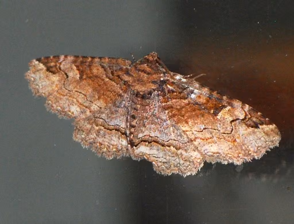 Hazel Zale Moth, Adulte