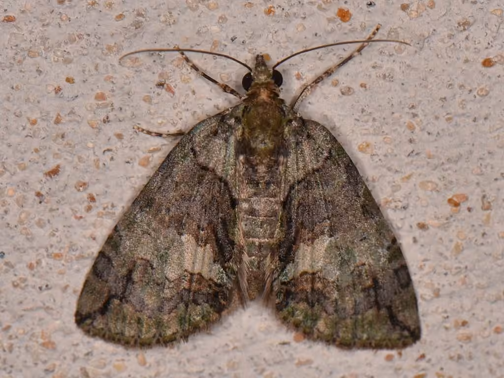 Transfigured Hydriomena Moth, Adulte