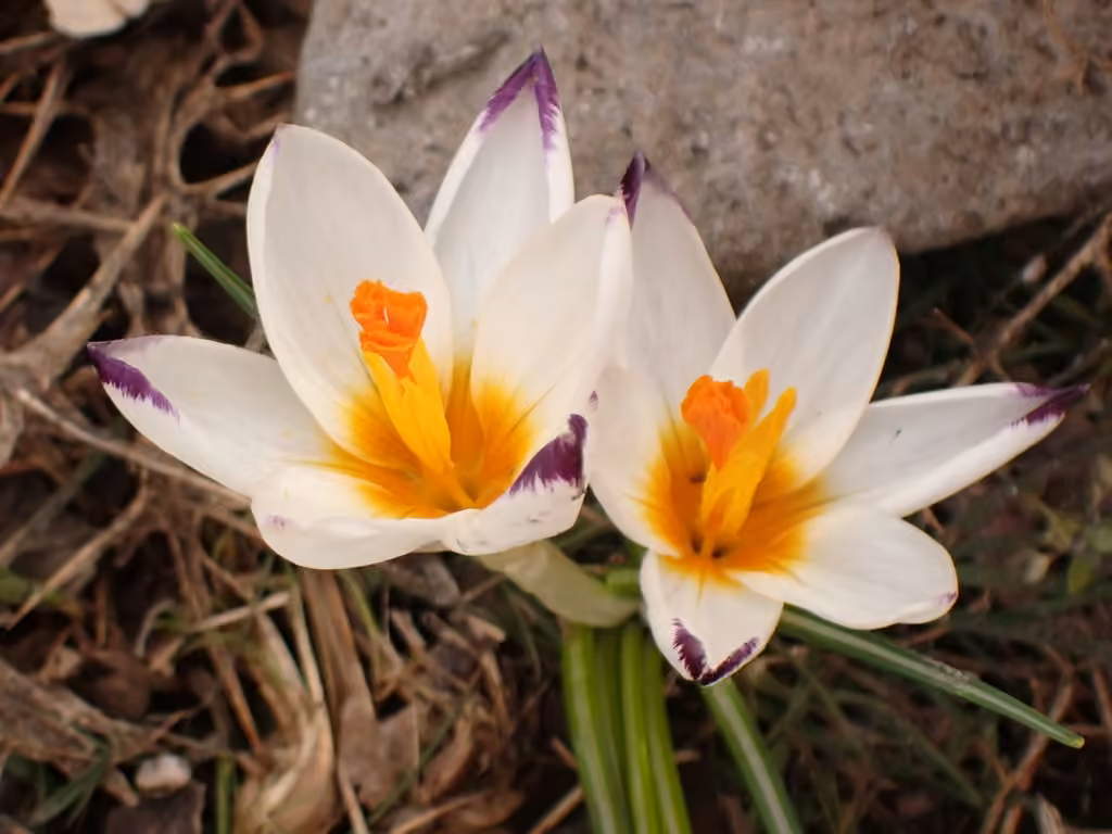 Crocus de Sieber, En fleurs