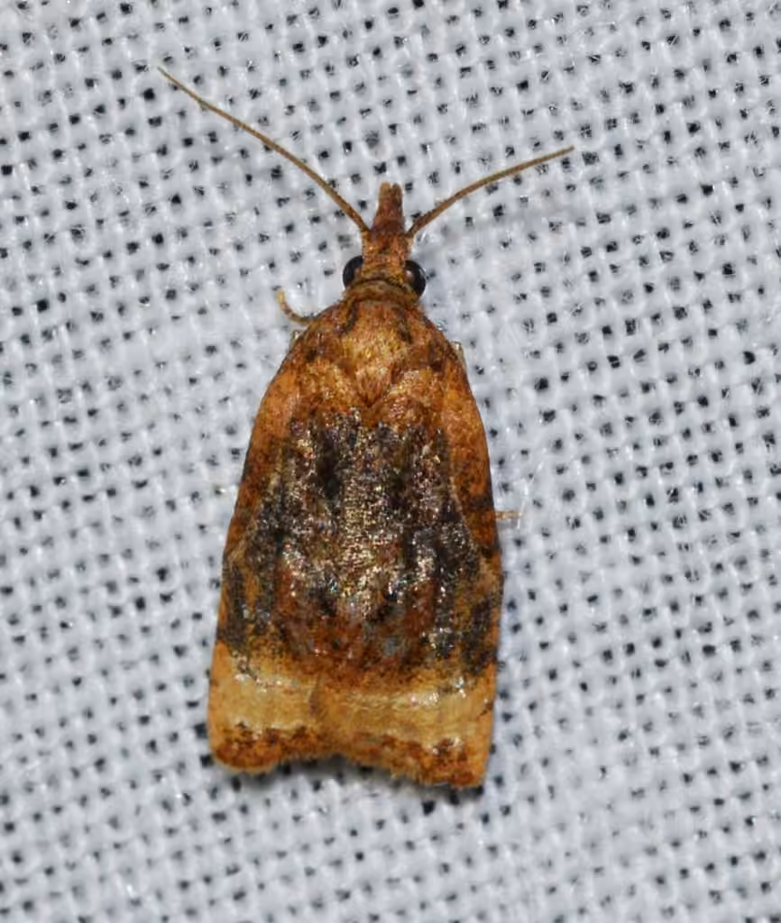 Black-shaded Platynota Moth, photo 2 sur 5