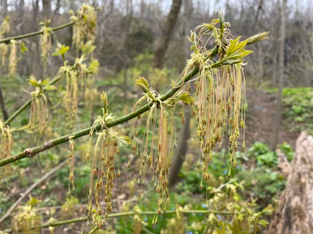 Érable à Giguère, En fleurs