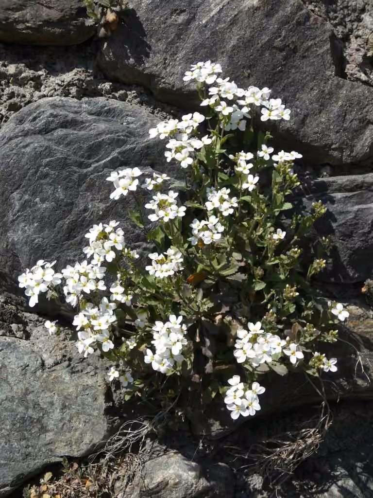 Arabette alpine, En fleurs