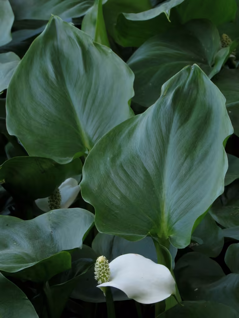 Water arum, In flower