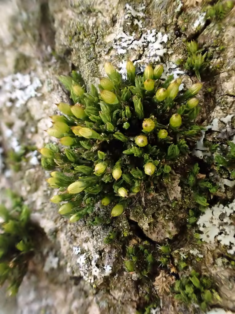 Pale Bristle-moss, photo 3 of 5