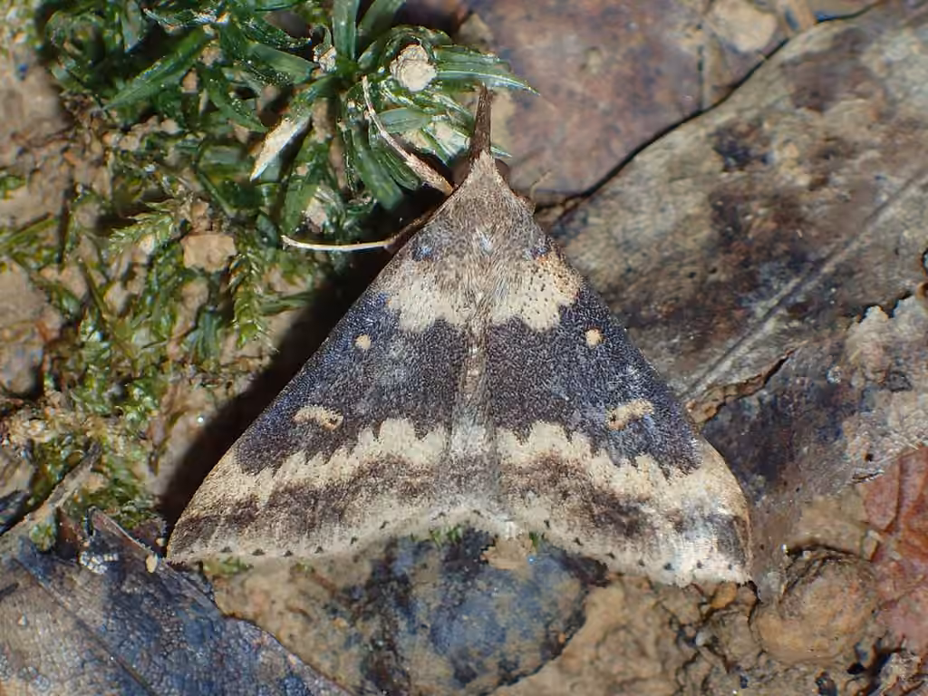 Discolored Renia Moth, photo 2 sur 5