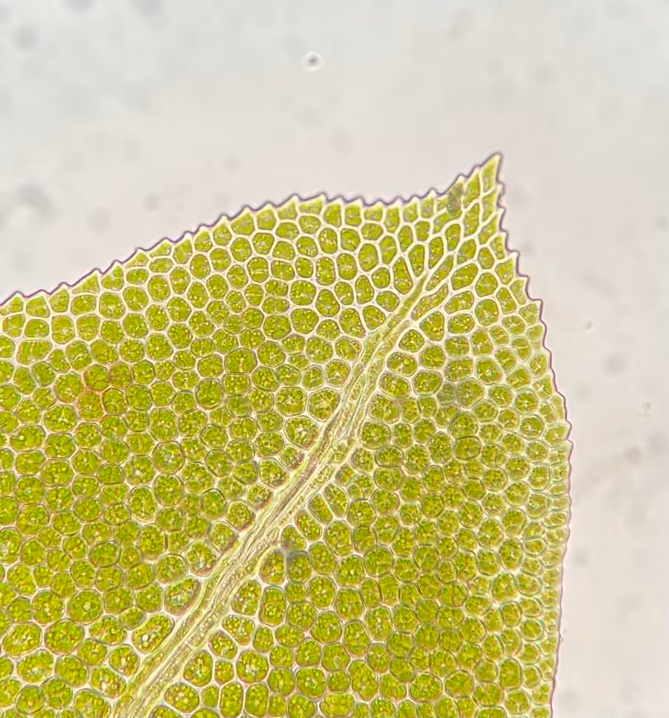 Osmund Fissidens Moss, photo 3 of 5