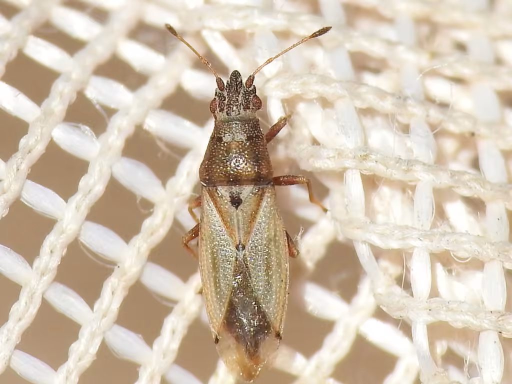 Cymus angustatus