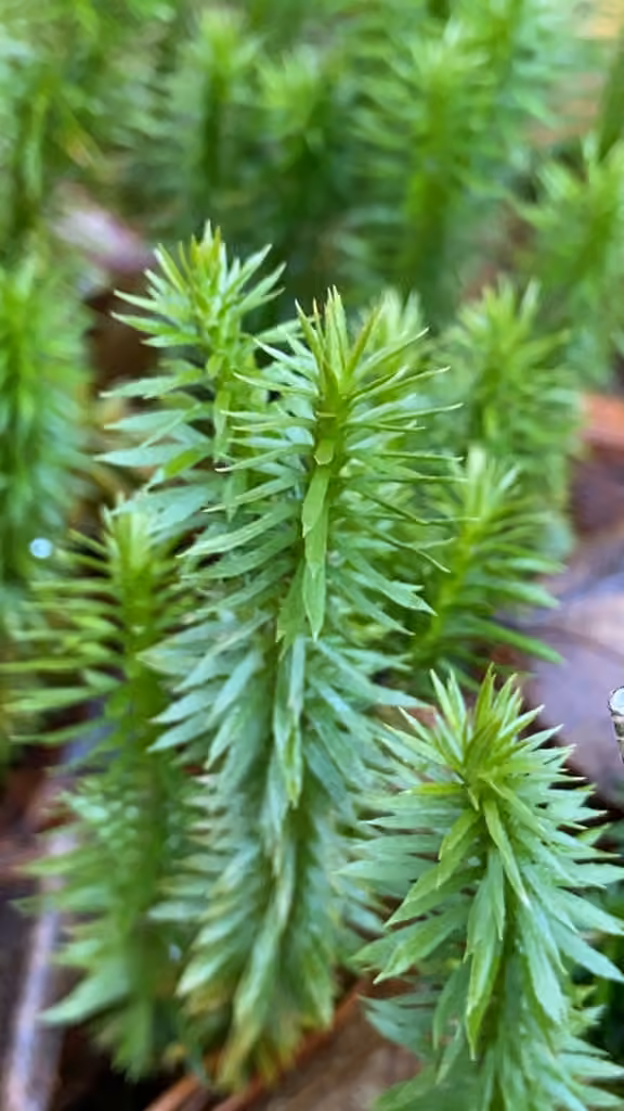 Shining clubmoss, photo 2 of 5