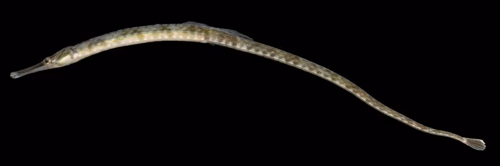 Northern Pipefish, photo 2 of 5
