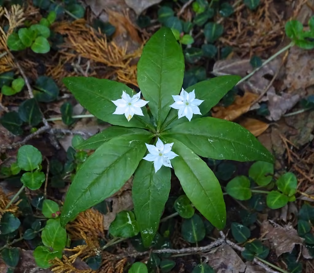 Trientale boréale, En fleurs