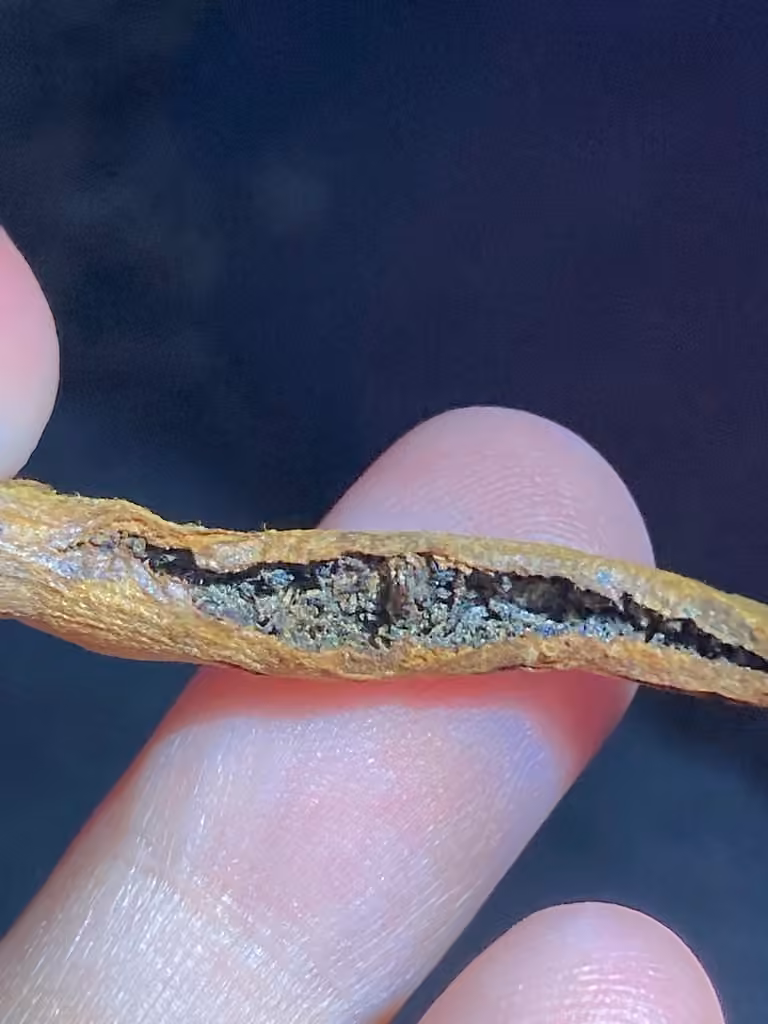 Black-olive Caterpillar Moth, Gall