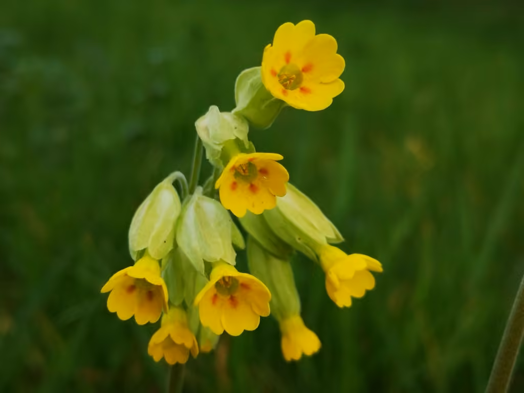 Primevère officinale, photo 1 sur 5