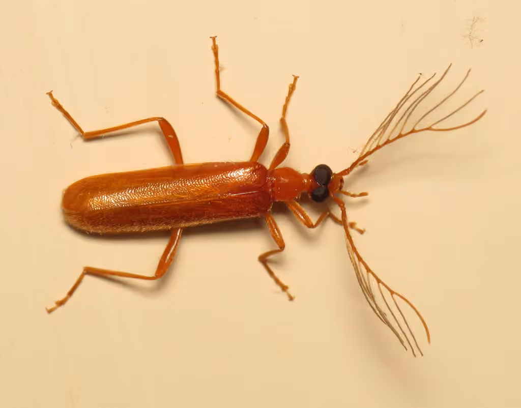 Pyrochre unicolore