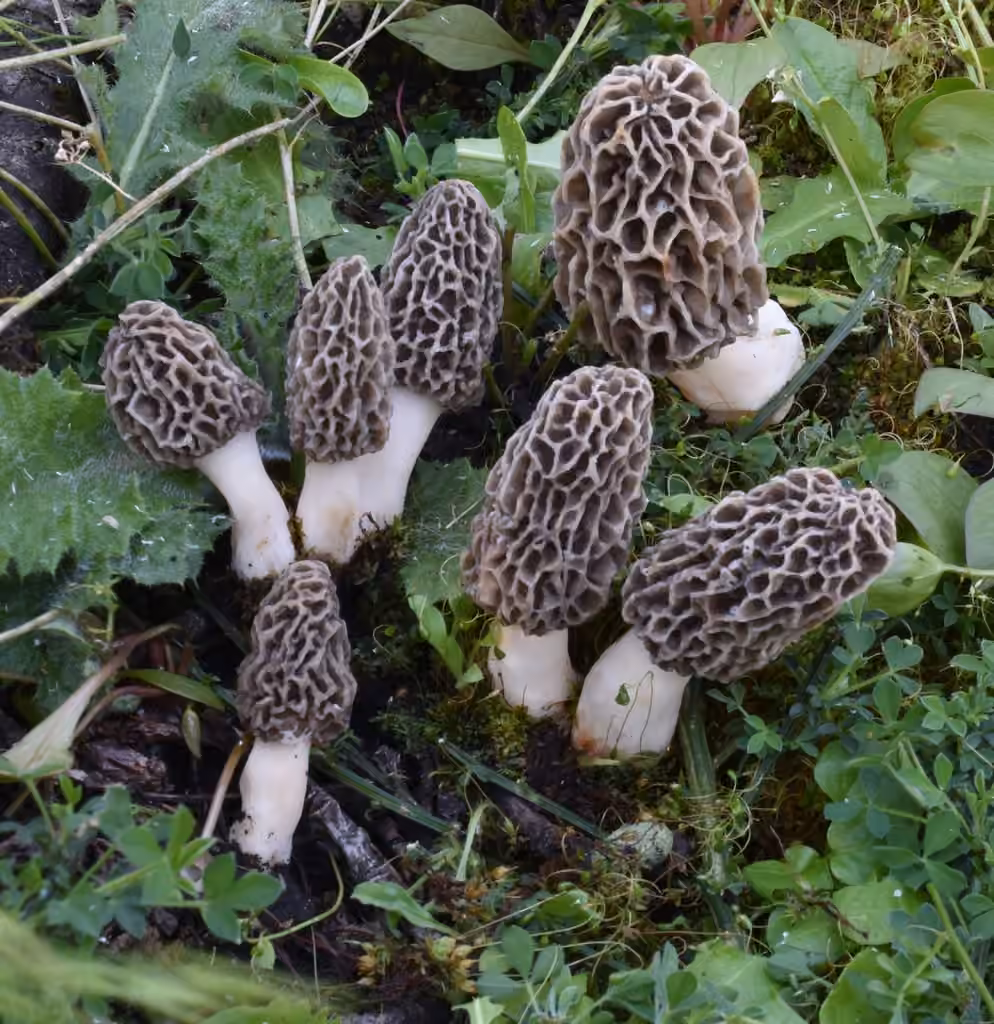 American yellow morel, photo 2 of 5