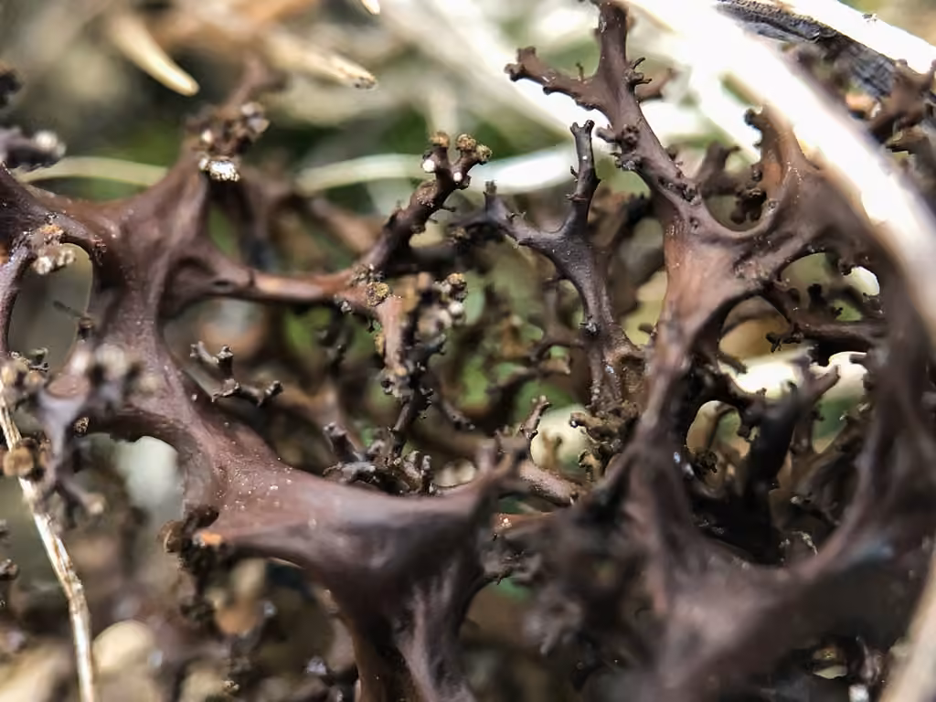 Spiny Heath Lichen, photo 3 of 5