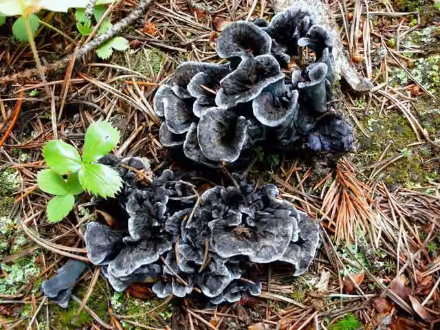 Chanterelle bleue, photo 3 sur 5