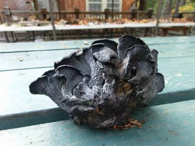 Chanterelle bleue, photo 2 sur 5