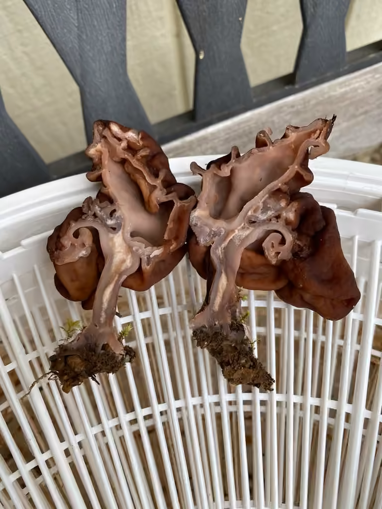 Gyromitra venenata, photo 2 sur 5