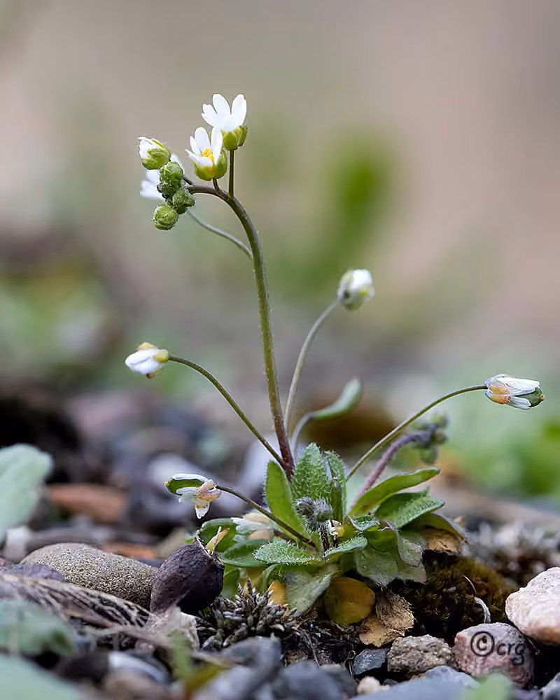 Drave printanière, En fleurs