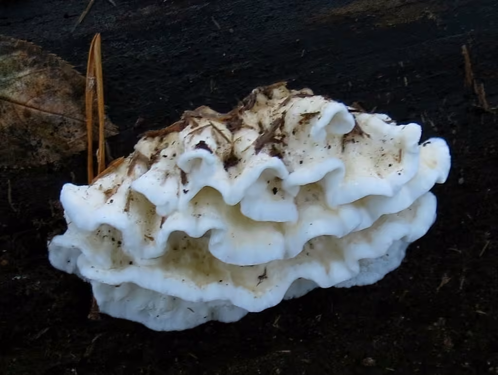 Snow-White Crust, photo 1 sur 5