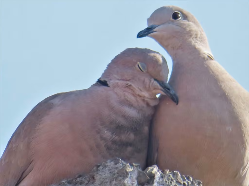 Eurasian Collared Dove, Adult