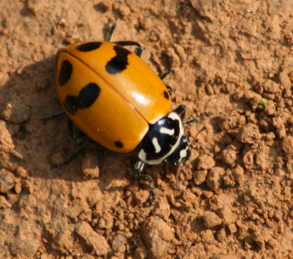 Coccinelle glaciale, photo 1 sur 5