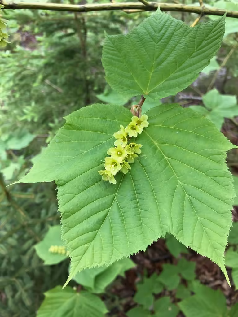 Érable de Pennsylvanie, En fleurs