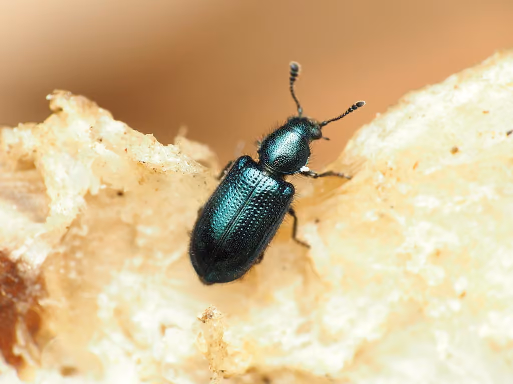 Violet Checkered Beetle, Adult