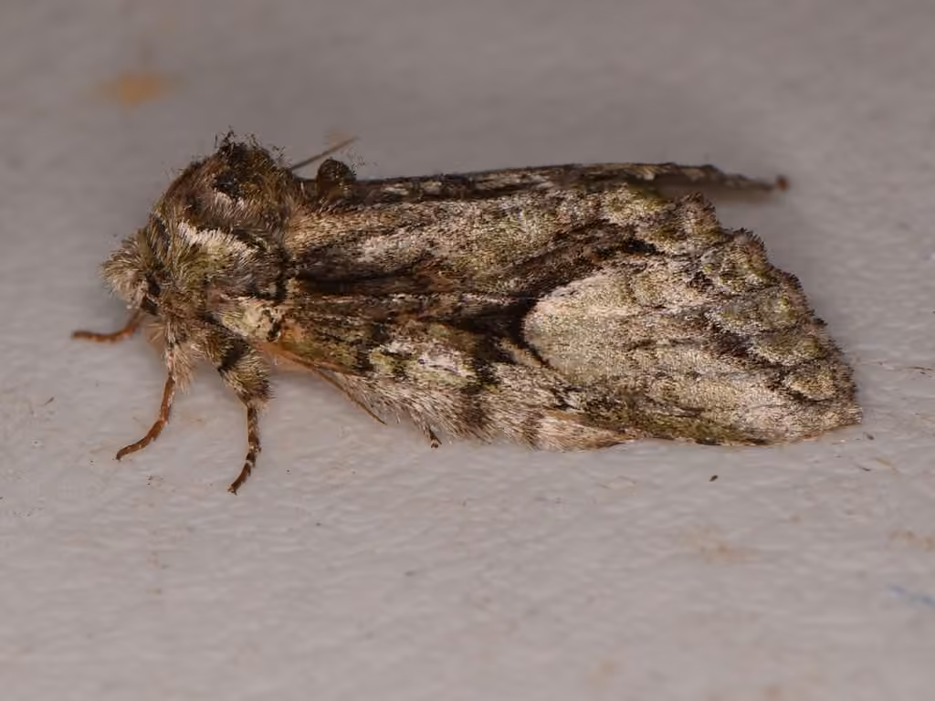 Eastern White-blotched Prominent