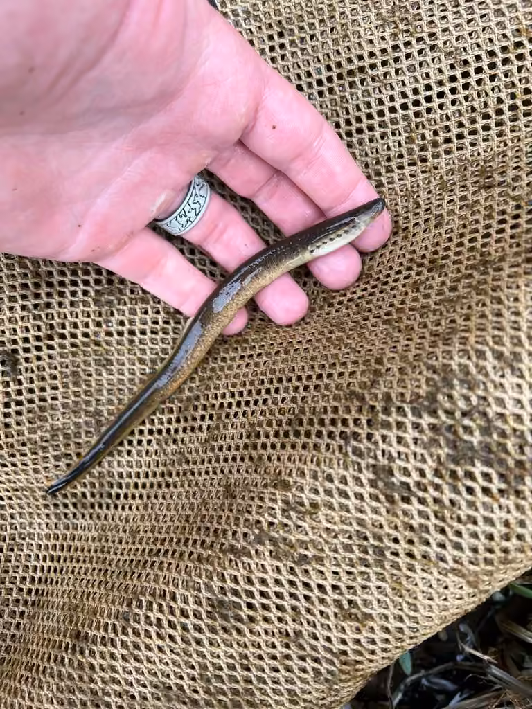 Northern Brook Lamprey, photo 1 of 5