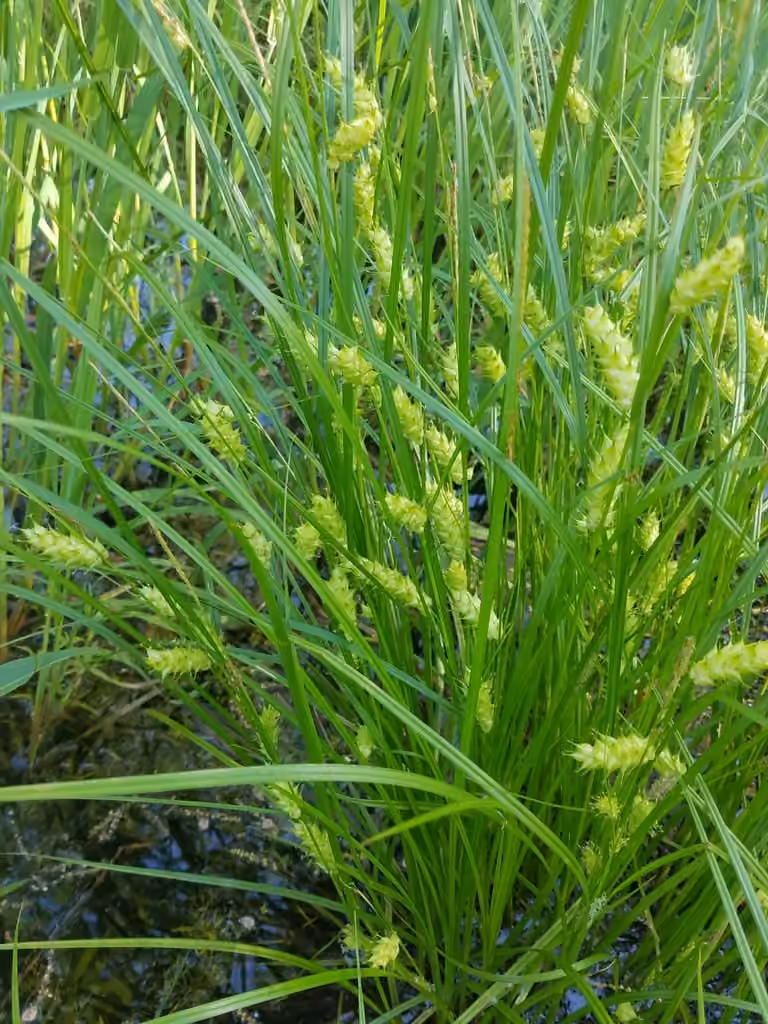 Carex de Tuckerman, En fleurs