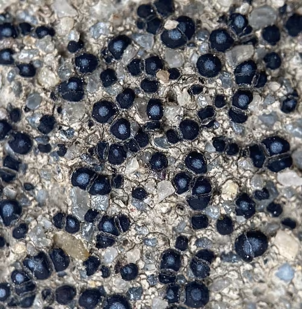 Frosted Grain-spored Lichen
