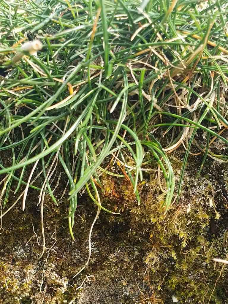 Heim's Pottia, photo 3 of 5
