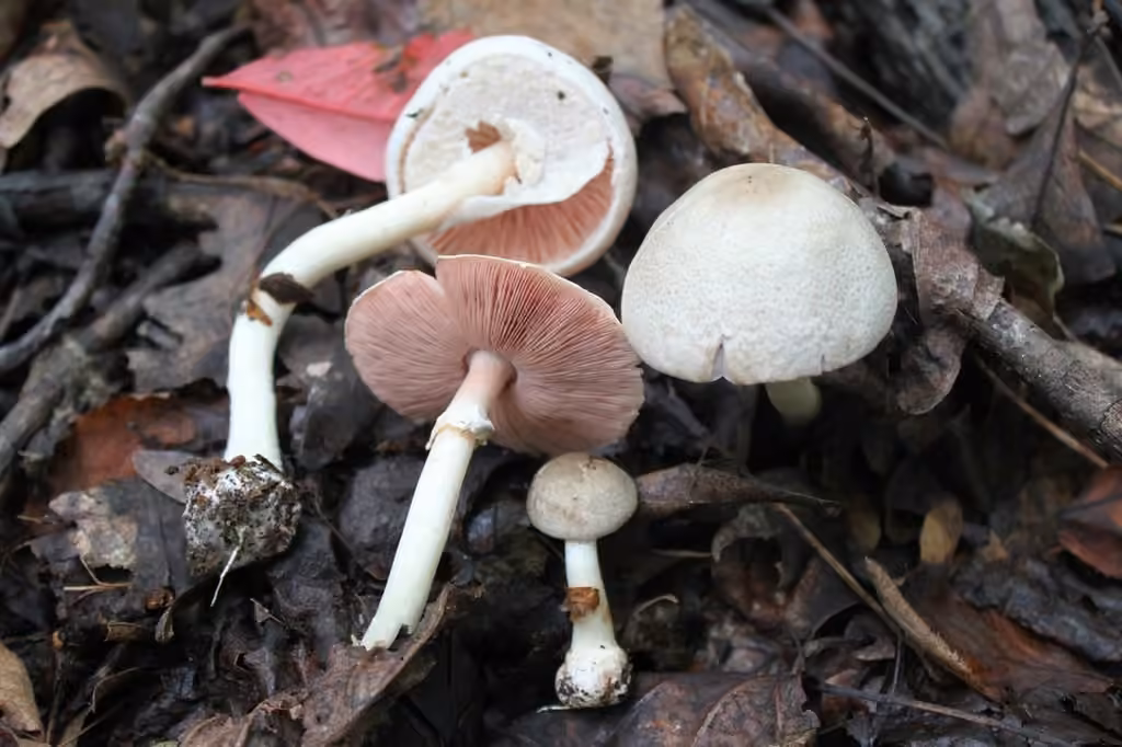 Agaricus leptocaulis, photo 2 of 5