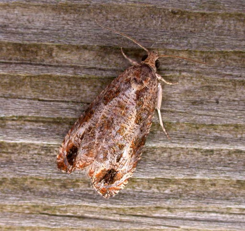 Olethreutes merrickana, Adulte