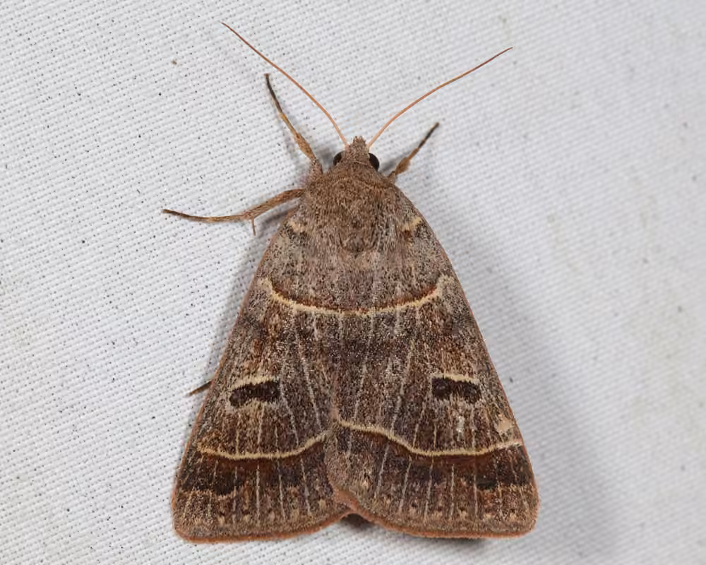 Common Oak Moth, Adulte