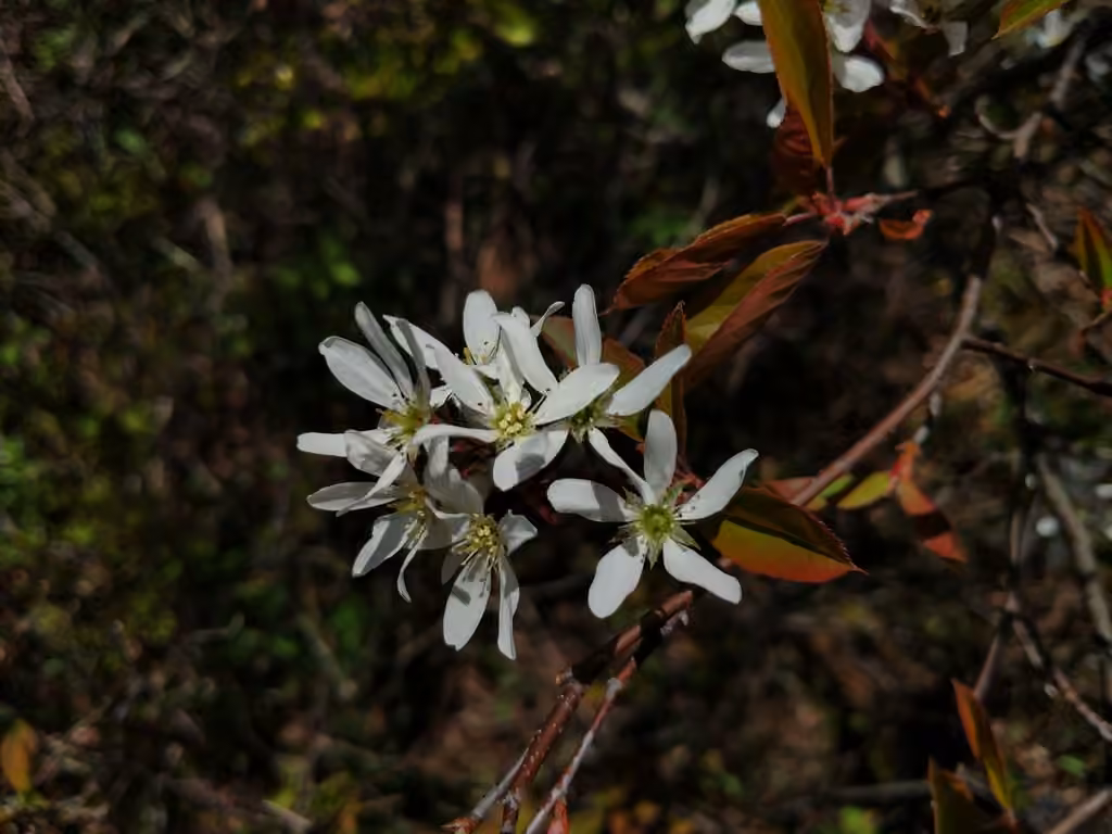 Intermediate shadbush, In flower