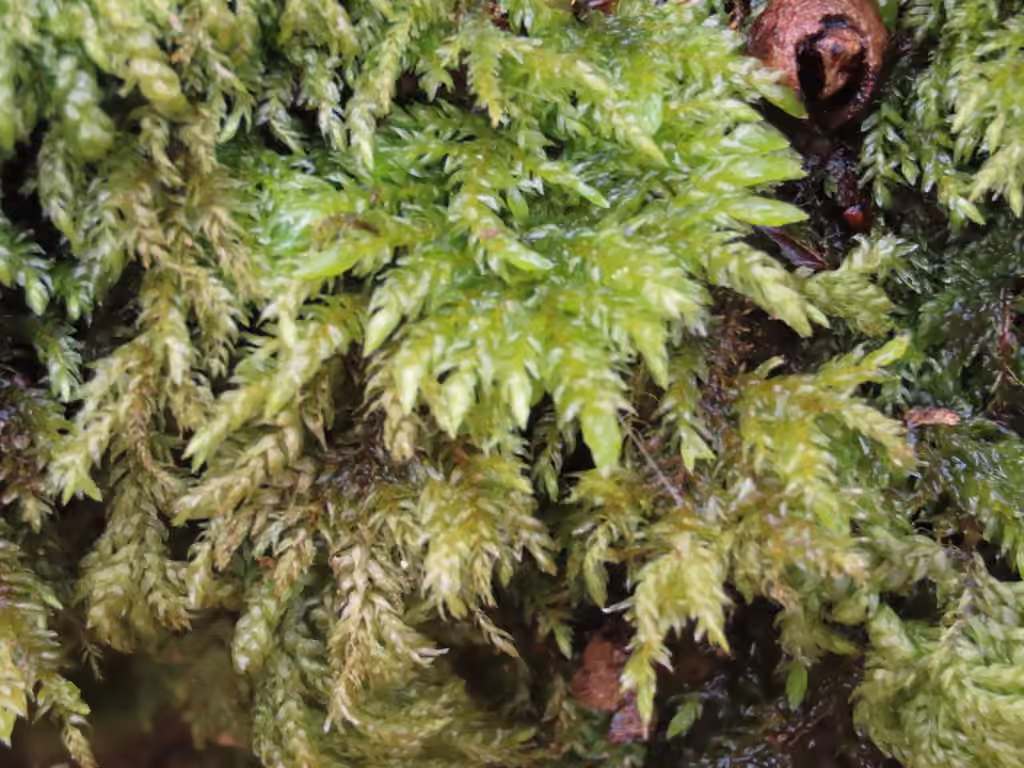 Allegany thamnobryum moss, photo 1 of 5