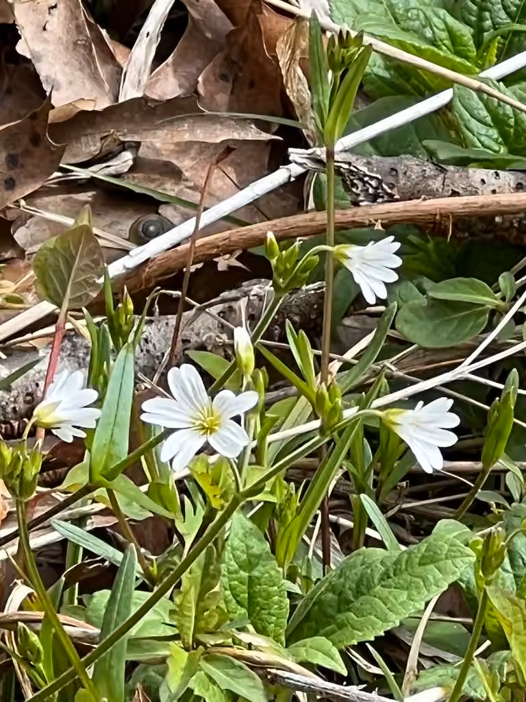 Stellaire holostée, En fleurs