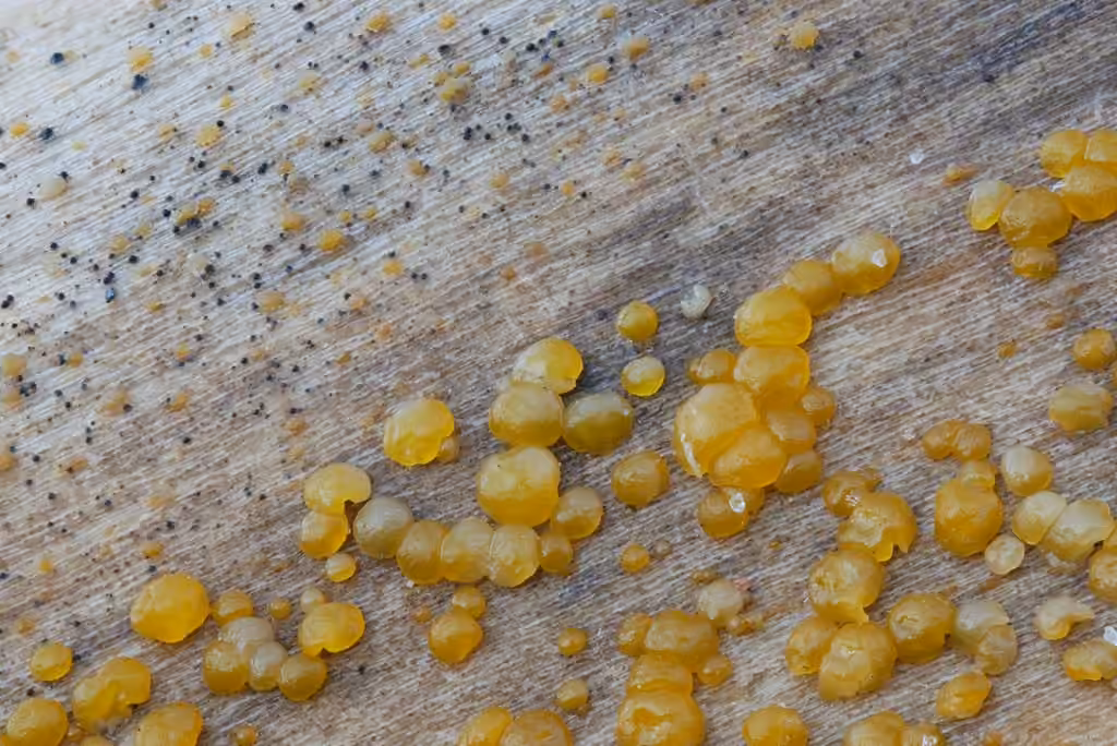 Dacrymyces minor, photo 2 sur 5